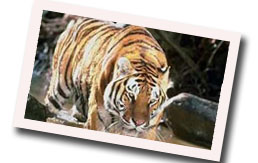 Nehru Zoological Park